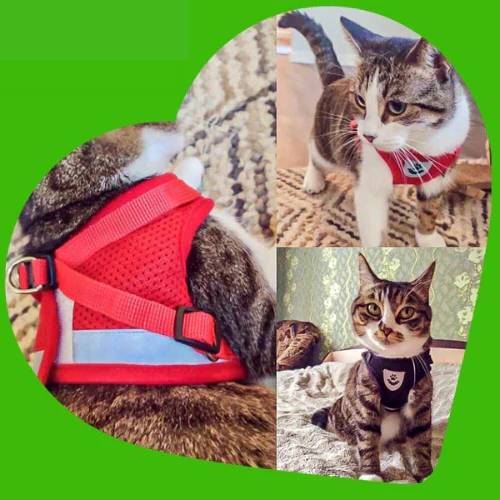 LE HARNAIS CATWALK™ - Ensemble harnais et laisse pour chat – Image 3