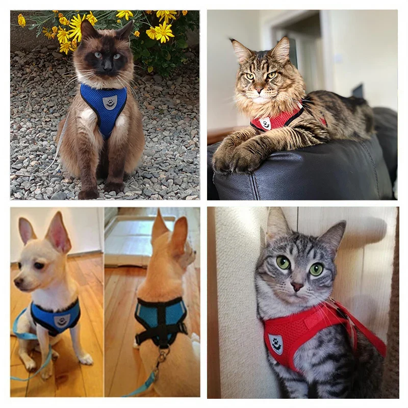 LE HARNAIS CATWALK™ - Ensemble harnais et laisse pour chat – Image 2